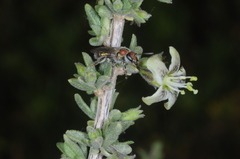 Caenohalictus