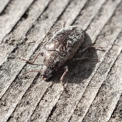 Pechalius dentiger