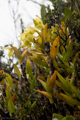 Epidendrum scutella