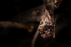Silver-Haired Bat photo 4