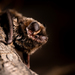 Silver-haired Bat - Photo (c) Jason Headley, some rights reserved (CC BY-NC), uploaded by Jason Headley