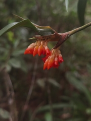 Maxillaria horichii