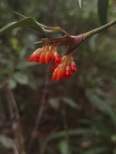 Maxillaria horichii, photograph 1