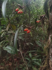 Maxillaria horichii, photograph (c) Eduardo Chacón Madrigal, some rights reserved (CC BY)