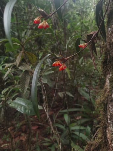Maxillaria horichii, photograph 3