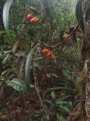 Maxillaria horichii, photograph (c) Eduardo Chacón Madrigal, some rights reserved (CC BY)