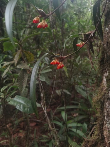 Maxillaria horichii, photograph 4