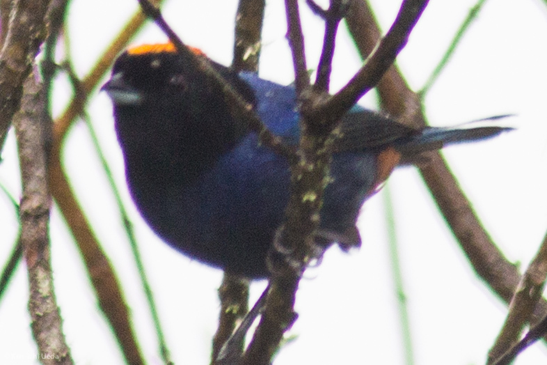 Golden-crowned Tanager