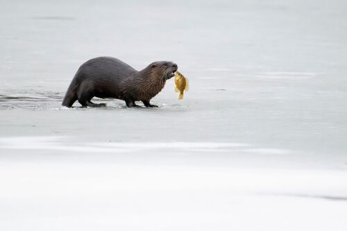 North American River Otter photographed in Indiana