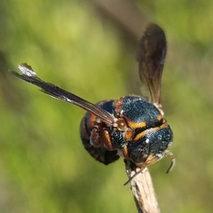 Anthidiellum perplexum