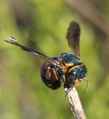 Anthidiellum perplexum