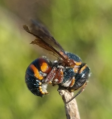 Anthidiellum perplexum