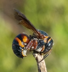 Anthidiellum perplexum