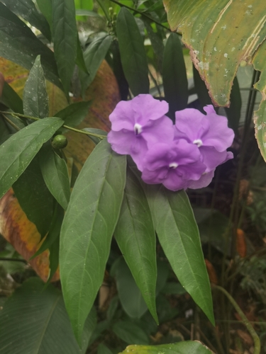Brunfelsia grandiflora, photograph 3
