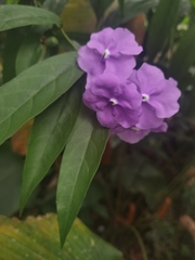 Brunfelsia grandiflora, photograph (c) Eduardo Chacón Madrigal, some rights reserved (CC BY)