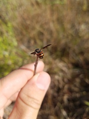 Anthidiellum perplexum