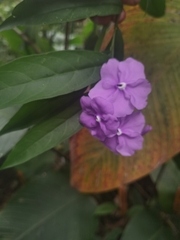 Brunfelsia grandiflora, photograph (c) Eduardo Chacón Madrigal, some rights reserved (CC BY)