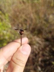 Anthidiellum perplexum