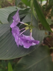 Brunfelsia grandiflora, photograph (c) Eduardo Chacón Madrigal, some rights reserved (CC BY)