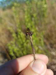 Anthidiellum perplexum