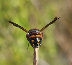 Anthidiellum perplexum