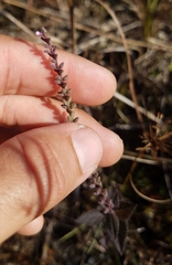 Verbena scabra