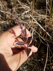 Verbena scabra