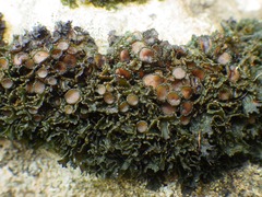 Lathagrium cristatum