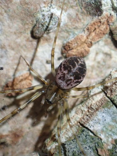 Invisible Spider, 1325 ZA Almere, Nederland, photo 10 of 10
