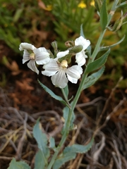 Goodenia albiflora