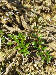 Ludwigia repens