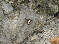 Oressinoma sorata