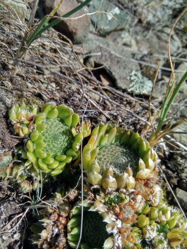 Orostachys thyrsiflora