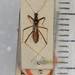 Tagalis seminigra - Photo (c) Natural History Museum:  Coleoptera Section, alguns direitos reservados (CC BY-NC-SA)
