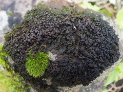 Collema subnigrescens