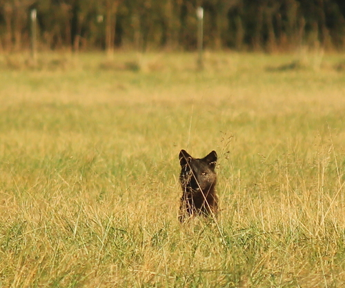 Coyote photographed in Arkansas