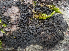 Collema subnigrescens
