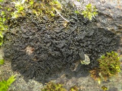 Collema subnigrescens