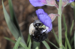 Centris cineraria