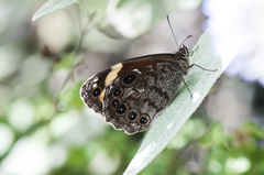 Chonala praeusta