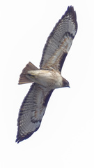 Buteo jamaicensis