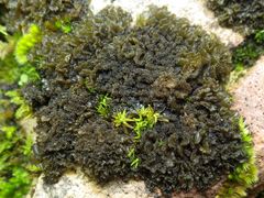 Lathagrium auriforme