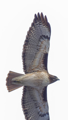 Buteo jamaicensis