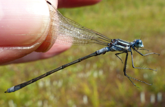 Lestes forcipatus