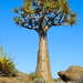 Aloe dichotoma - Photo (c) Martin Heigan, algunos derechos reservados (CC BY-NC-ND)