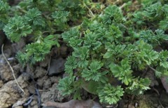Alchemilla arvensis
