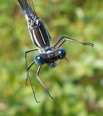 Lestes forcipatus