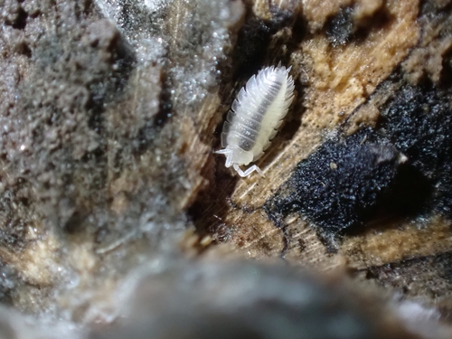 Common Shiny Woodlouse, 1325 ZA Almere, Nederland, photo 8 of 10