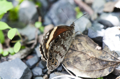 Chonala praeusta