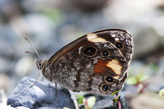 Chonala praeusta